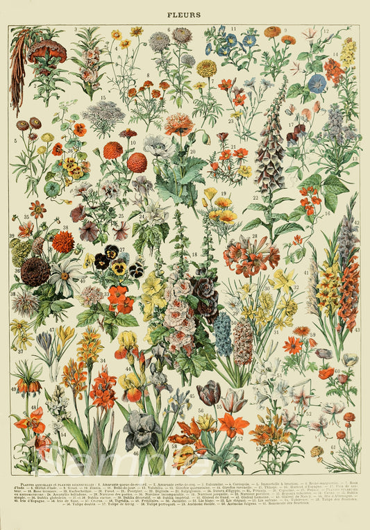 Vintage-style illustration of various flowers with a detailed background