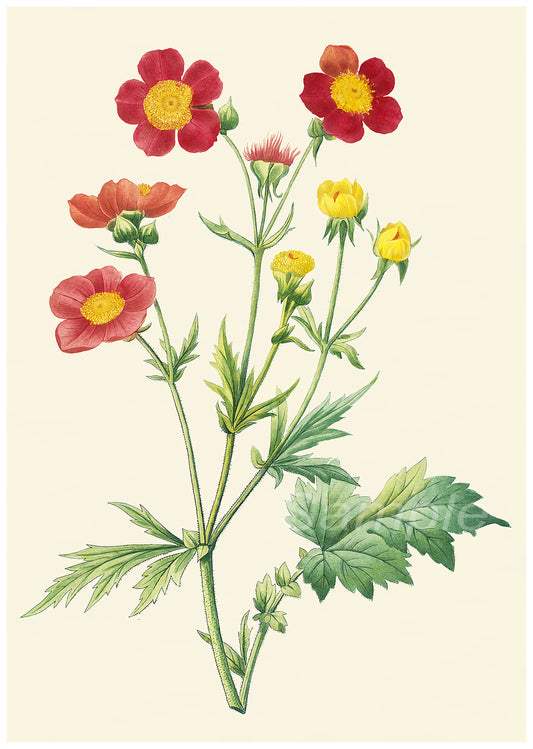 A vintage style botanical poster print featuring a red and yellow flower with green leaves on a white background.