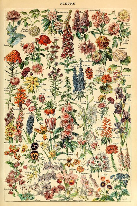 A vintage-style poster print featuring a detailed illustration of various flowers.