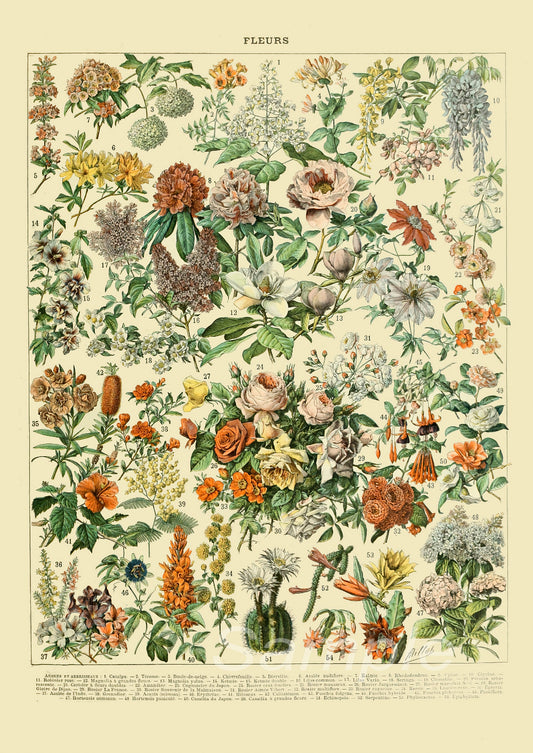 A vintage botanical poster featuring various floral patterns and species