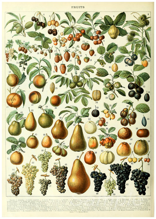 A vintage poster featuring a detailed botanical illustration of various fruits.