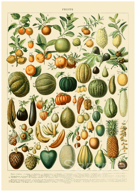 A vintage style poster featuring a detailed illustration of various fruits.