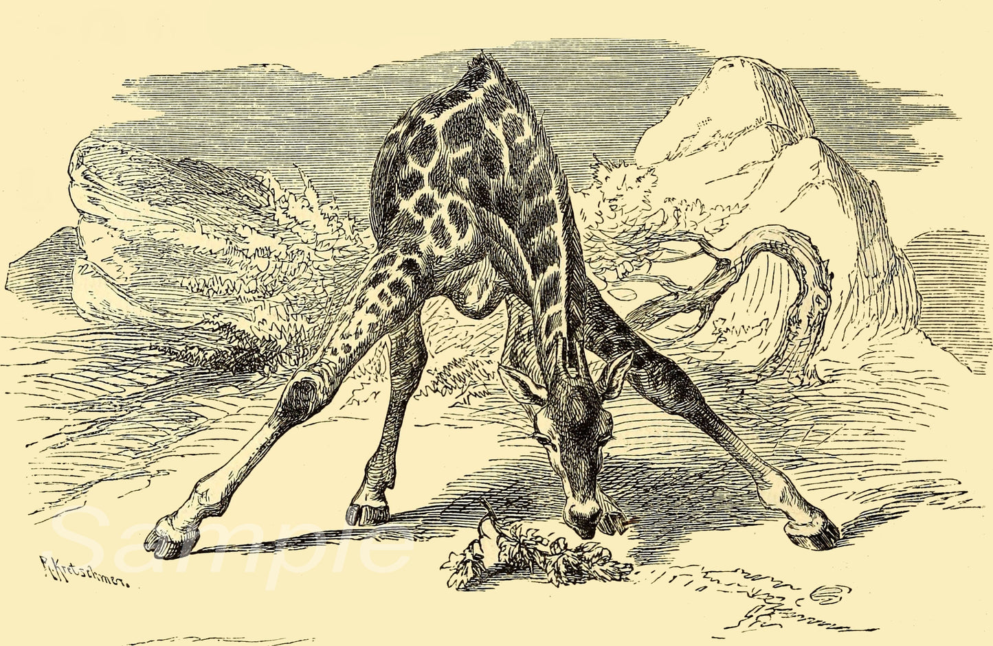 Vintage illustration of a giraffe bending down to eat from the ground with a rocky landscape in the background.