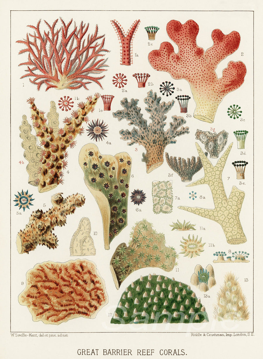 A vintage botanical poster print featuring various coral species from the Great Barrier Reef.