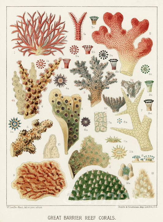 A vintage botanical poster print featuring various coral species from the Great Barrier Reef.