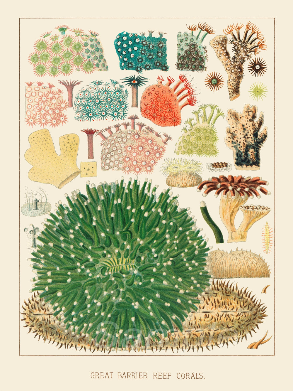 A vintage botanical poster print featuring various coral reef organisms, labeled 'Great Barrier Reef'.