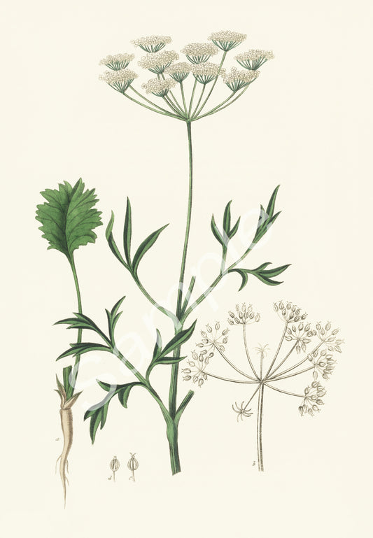 1836 Herb Medicinal Botanical