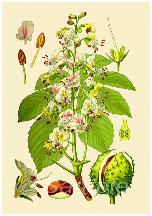 A vintage botanical illustration of a Horse Chestnut plant, showing flowers, leaves, seeds, and fruit.