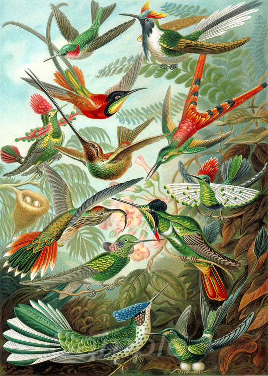 A vintage poster print featuring multiple hummingbirds in flight with vibrant colors against a white background.