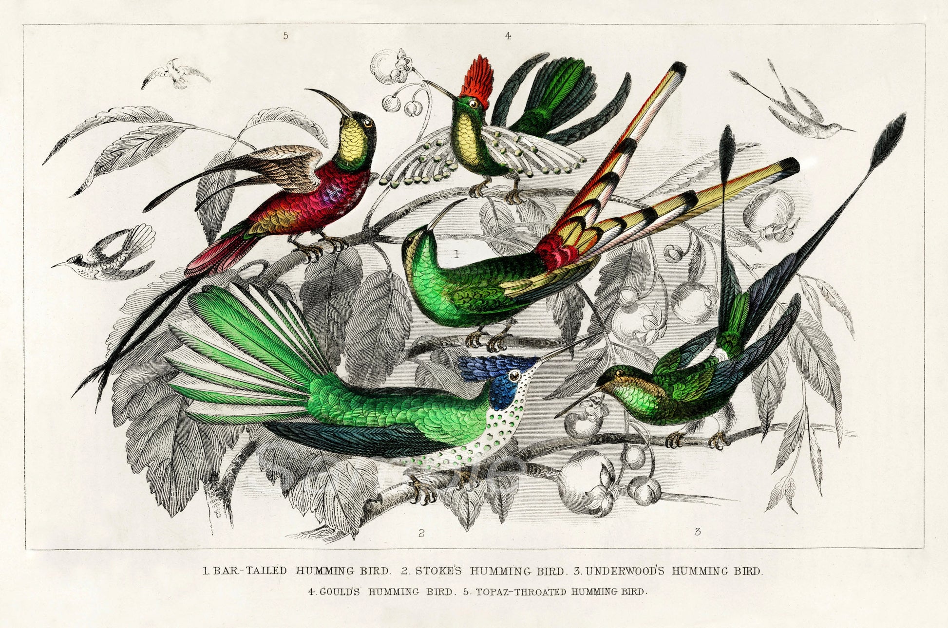 A vintage botanical poster print featuring various colorful hummingbirds with a floral and leafy background.