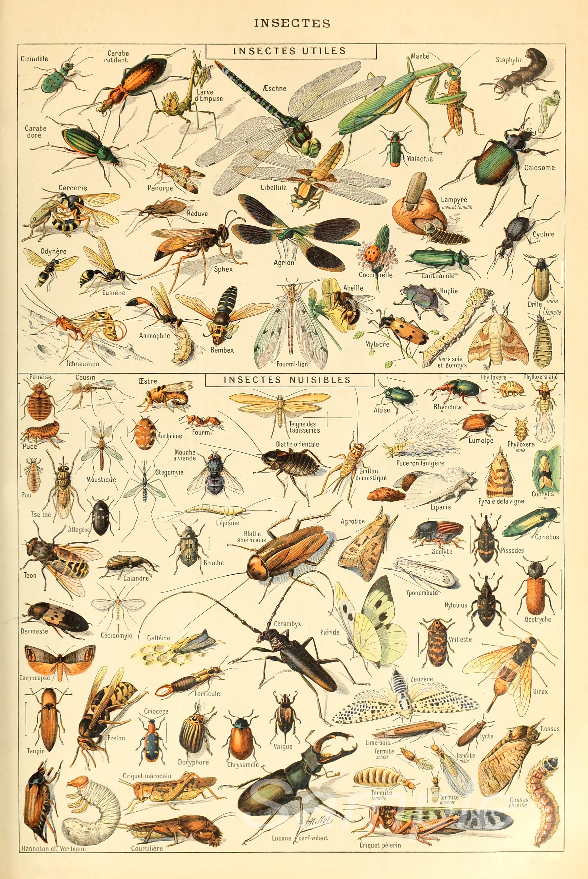 A vintage poster print featuring various insect illustrations in a detailed and vintage style.