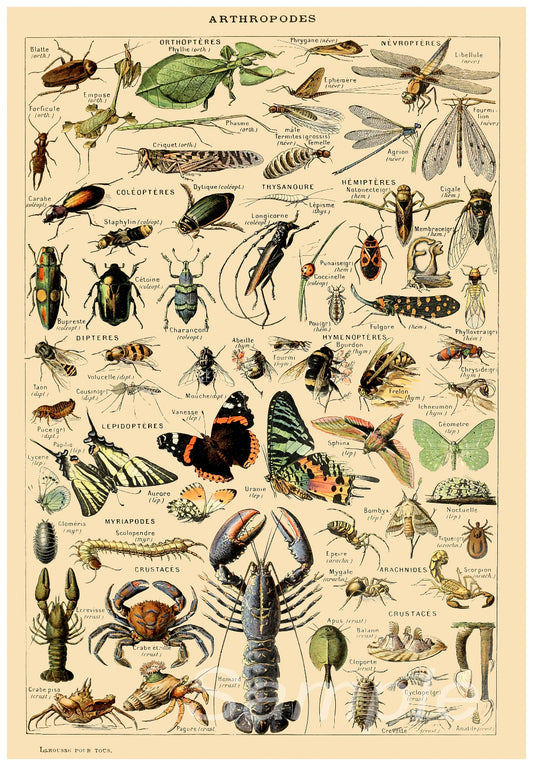 A vintage style poster featuring detailed illustrations of various insects.