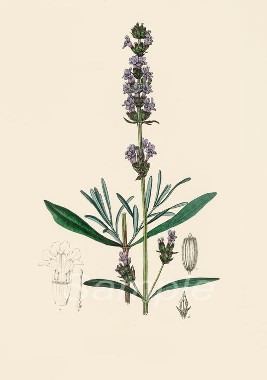 1836 Lavender Plant Botanical