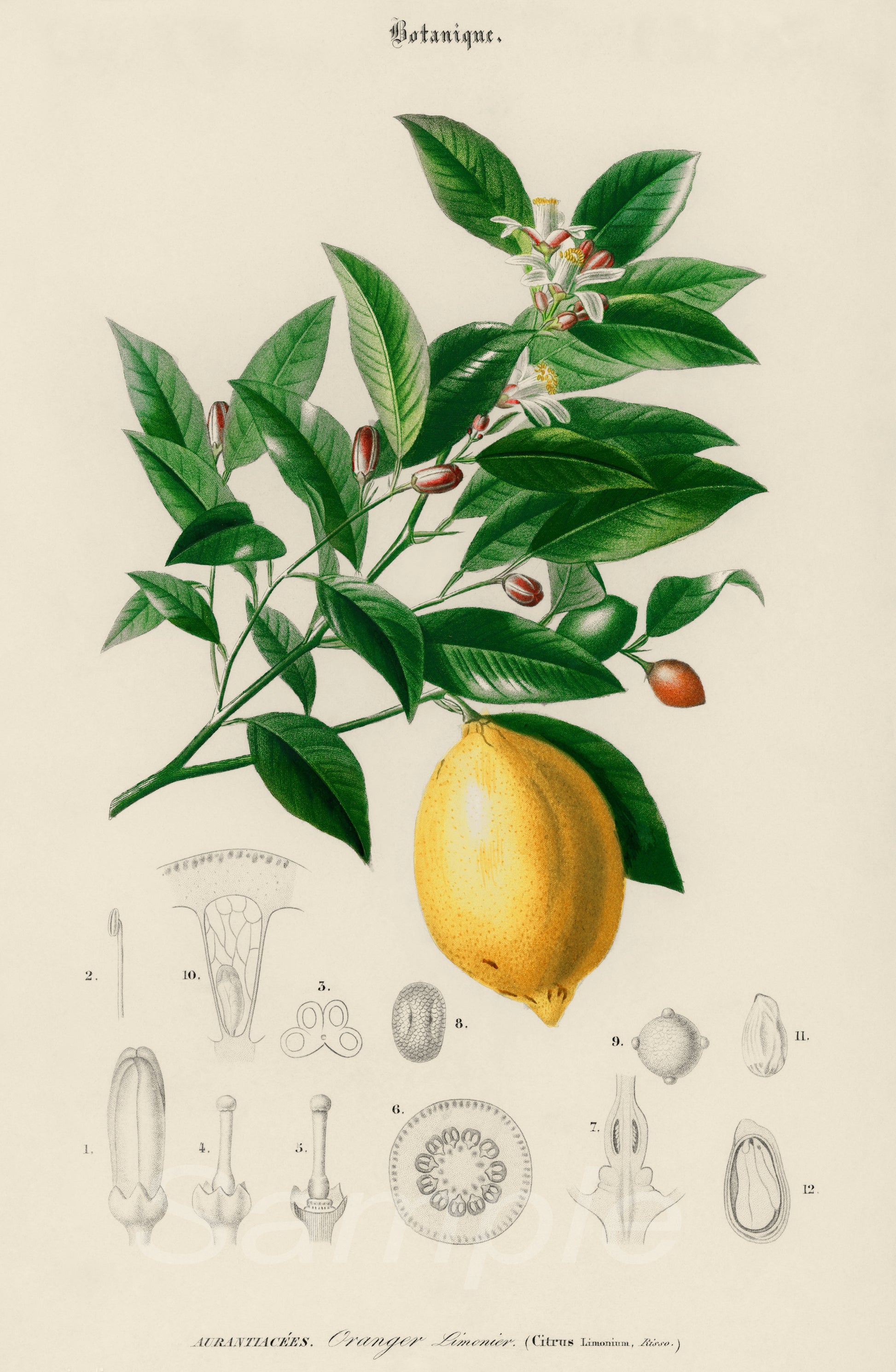 A vintage botanical poster print featuring an illustration of a lemon with a detailed depiction of the fruit's leaves and a sketch of the lemon's seed.