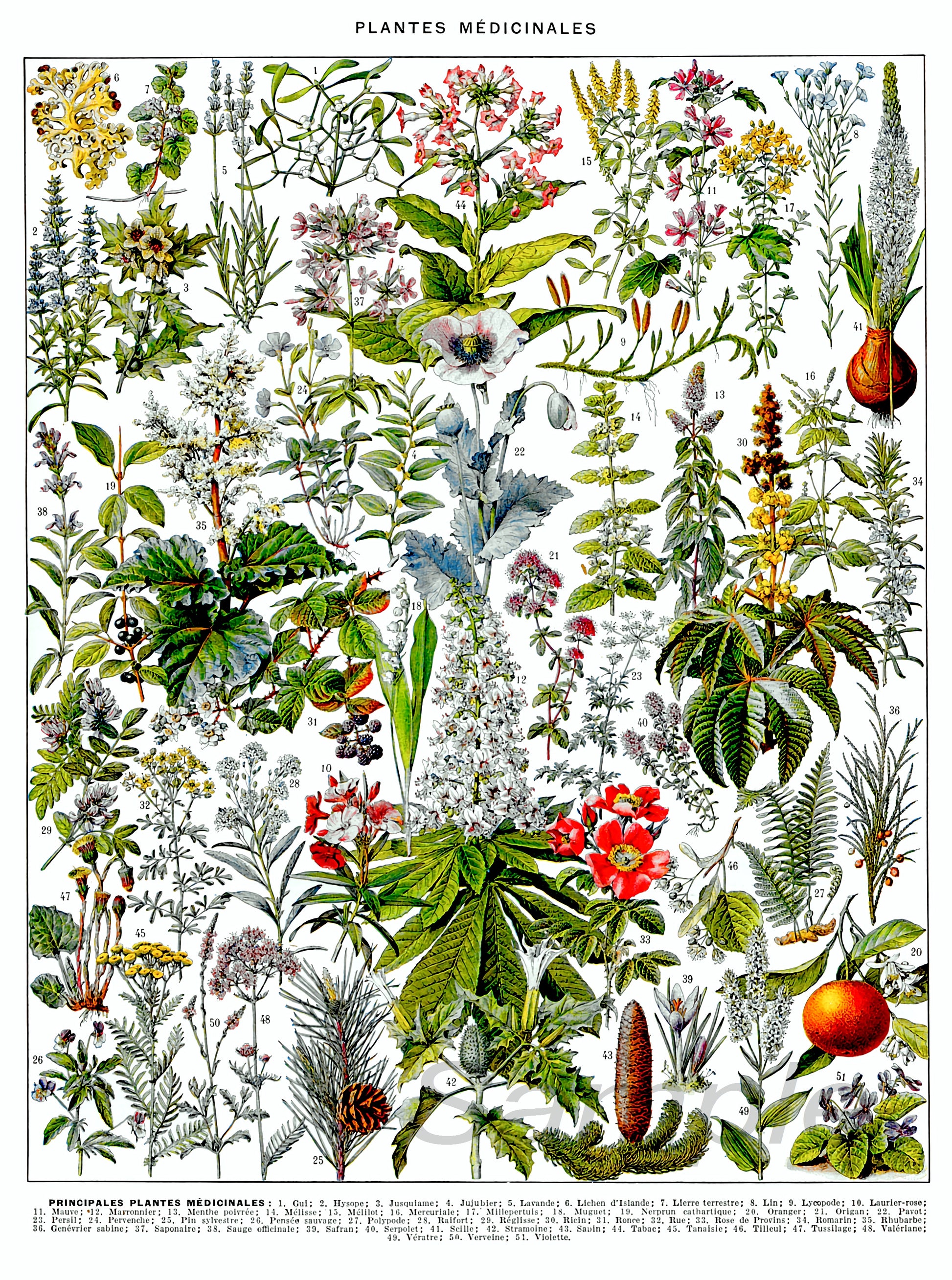 A vintage style poster print featuring a colorful illustration of various medicinal plants.