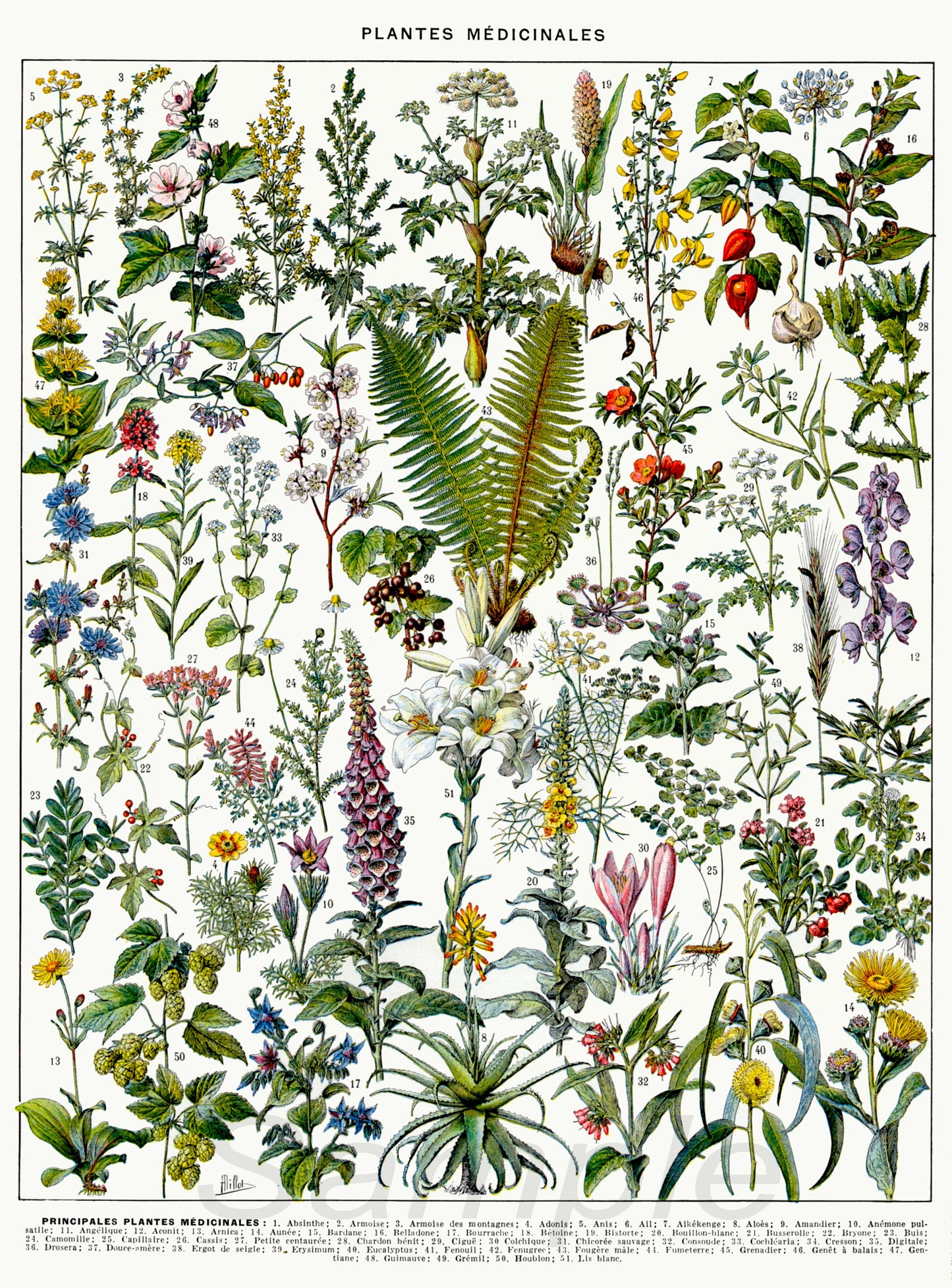 A vintage poster print featuring various medicinal plants with their Latin names and illustrations of flowers and foliage.