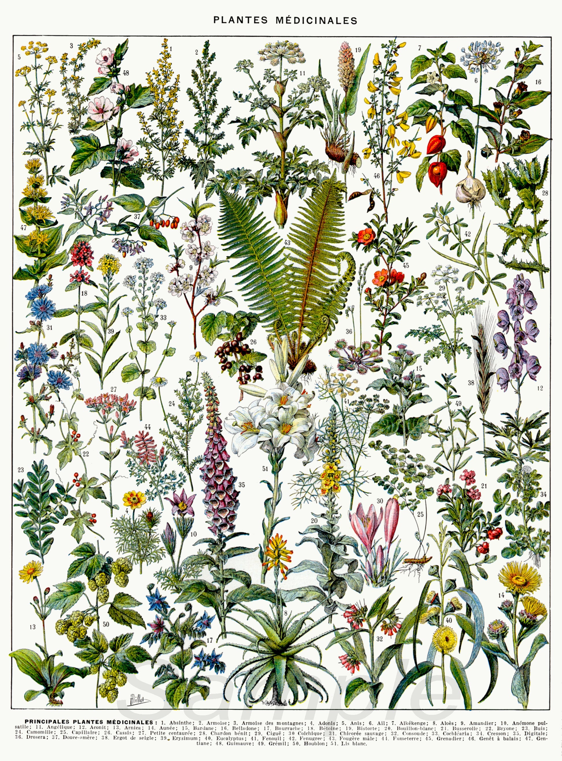A vintage poster print featuring various medicinal plants with their Latin names and illustrations of flowers and foliage.