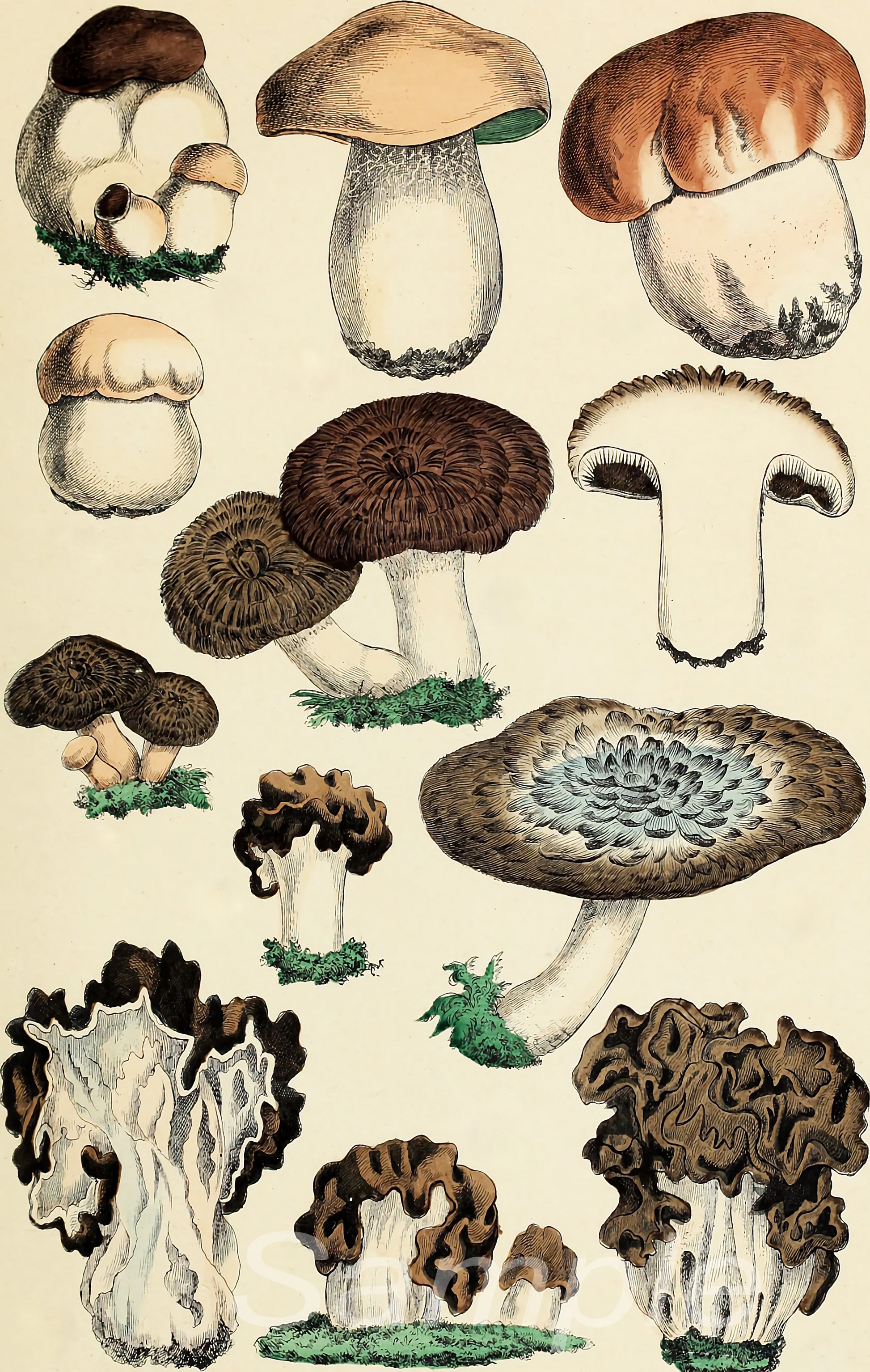 A vintage poster print featuring various illustrations of mushrooms, including detailed portions and whole mushroom designs.