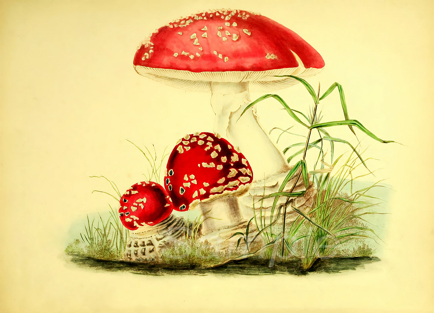 A vintage poster print featuring a detailed illustration of a red mushroom and a smaller one beside it, with a background of a grassy area.