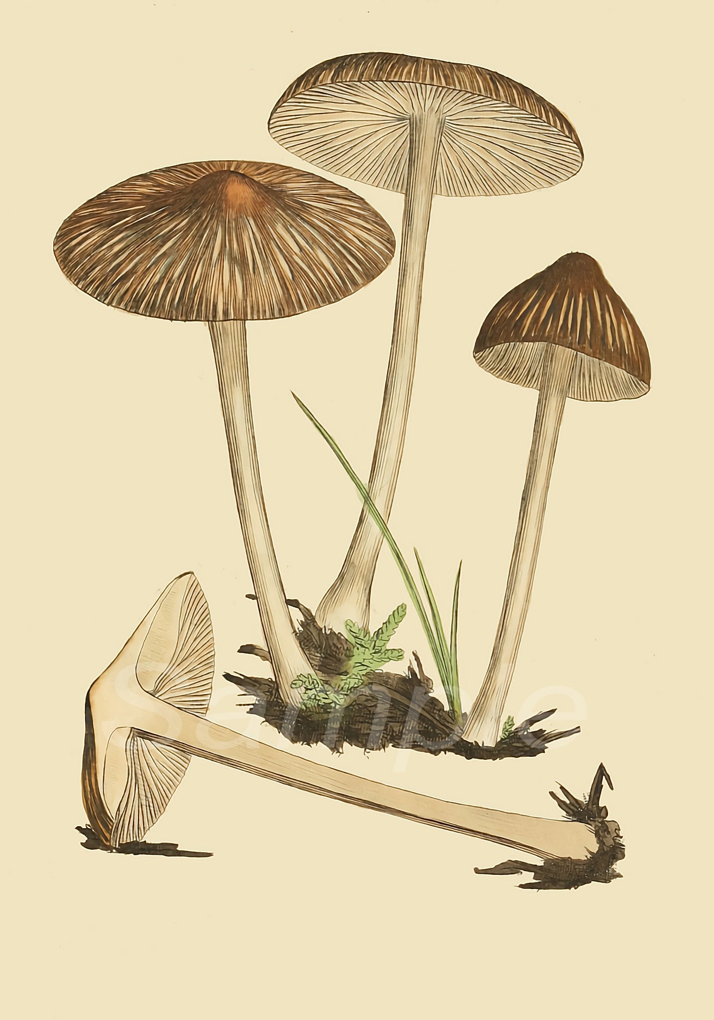 A vintage style poster print depicting mushrooms with visible gills and stems, set against a light background.