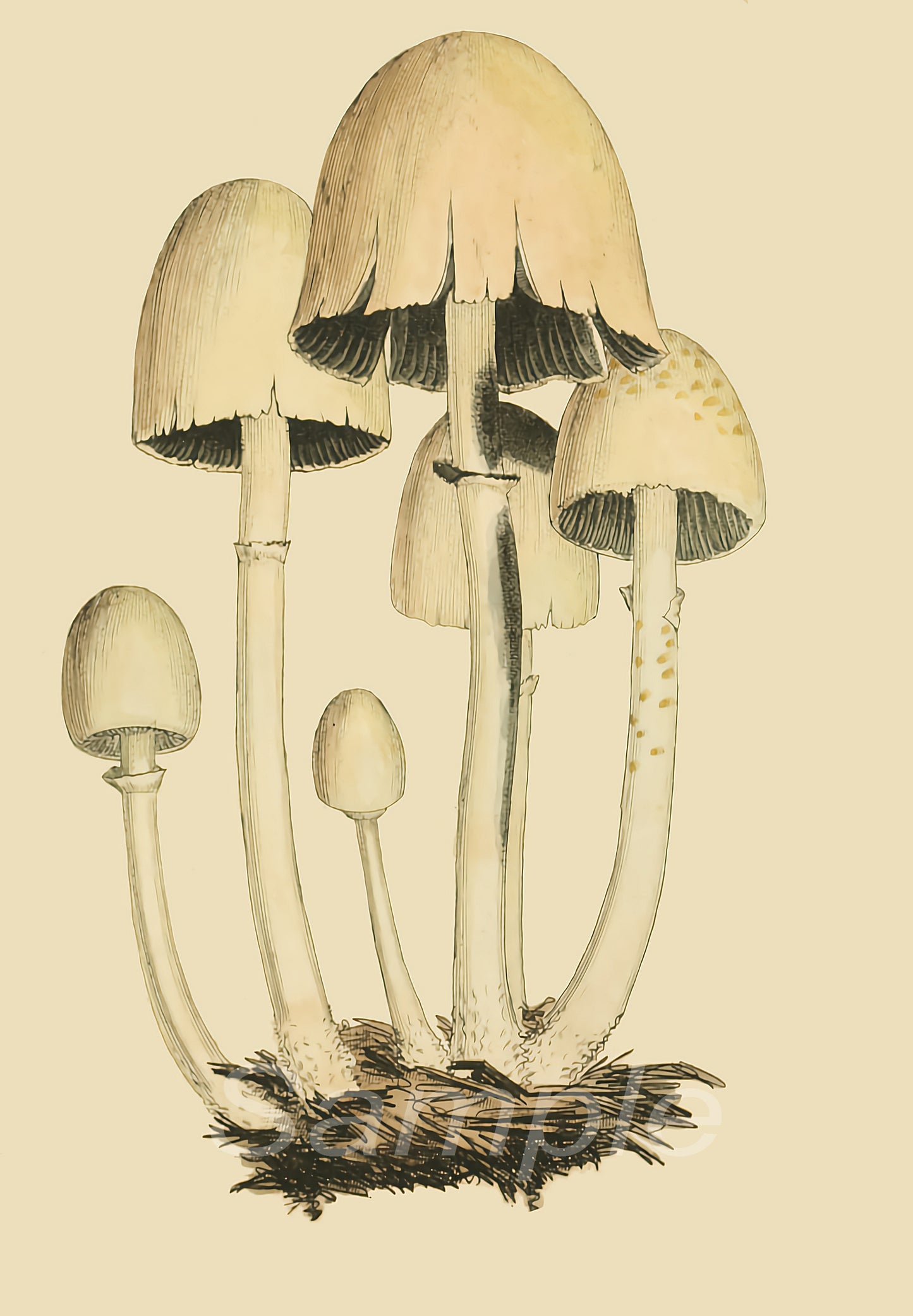 A vintage poster print featuring a detailed illustration of several mushrooms with a natural color palette.