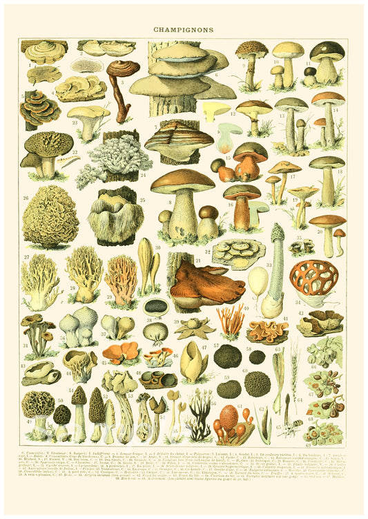 A vintage poster print featuring various illustrations of mushrooms and other botanical elements, labeled 'Champignons'.