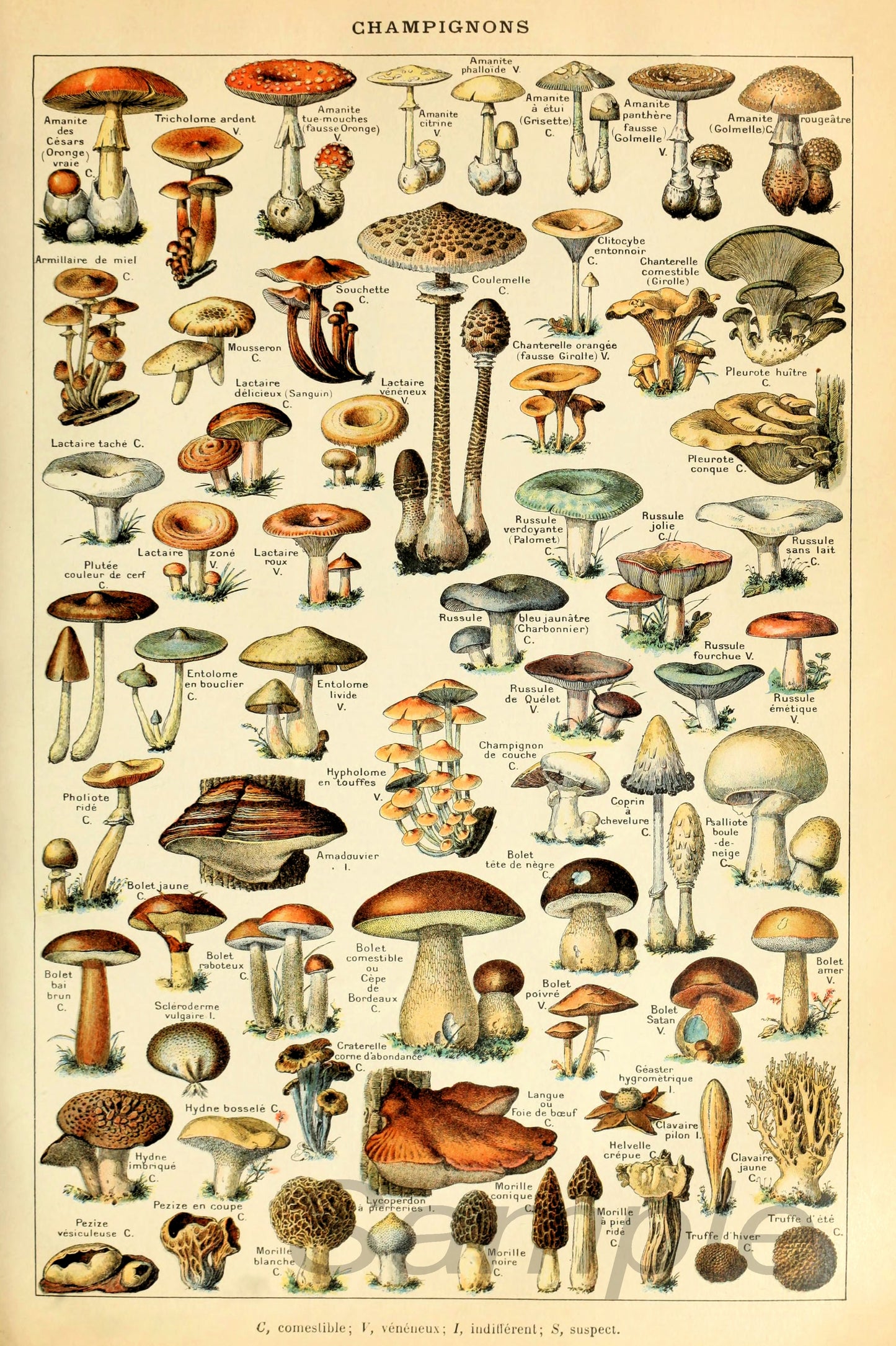 A vintage poster print featuring a collection of illustrated mushrooms in various colors and sizes, labeled with names such as 'Champignon', 'Parasol', and 'Morille'. The poster is titled 'Champignons'.