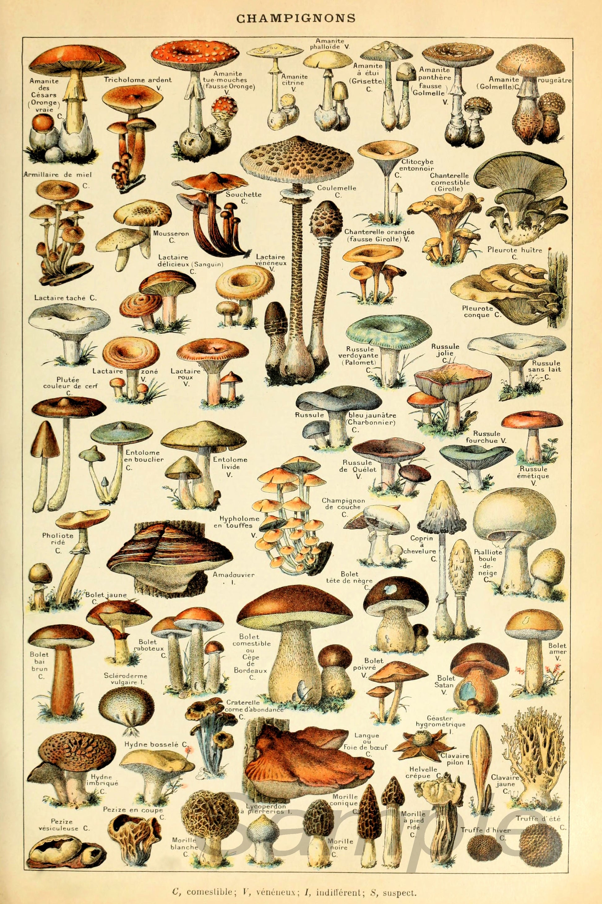 A vintage poster print featuring a collection of illustrated mushrooms in various colors and sizes, labeled with names such as 'Champignon', 'Parasol', and 'Morille'. The poster is titled 'Champignons'.