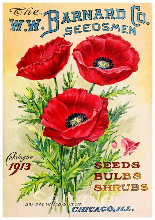 1913 Poppy Flowers