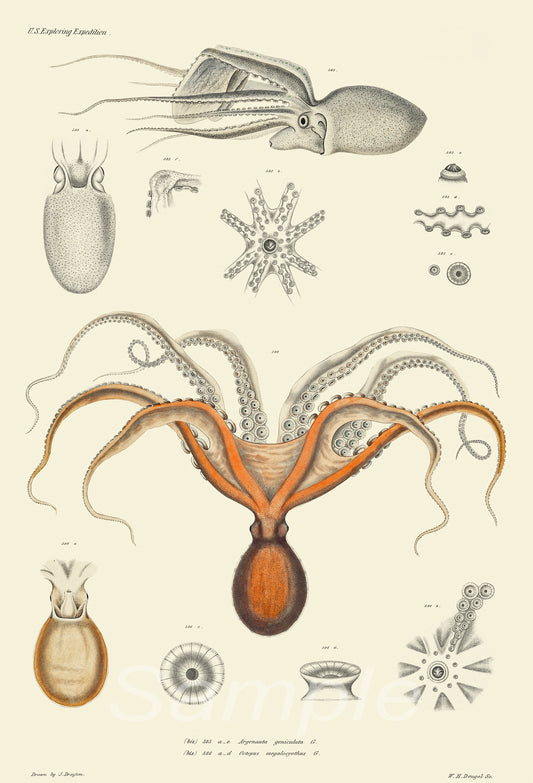 Illustration of various cephalopods including an octopus and squid on a beige background.