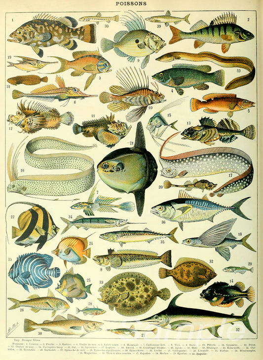 A vintage-style poster print featuring various sea life illustrations, including fish and other marine animals.