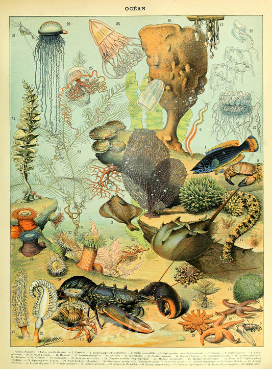 A vintage sea life poster featuring various illustrations of ocean creatures, coral, and marine life.