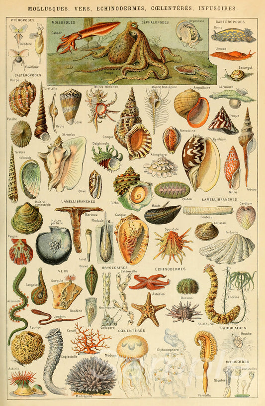 A vintage sea life poster featuring various illustrations of marine creatures including shells, fish, and other sea life.
