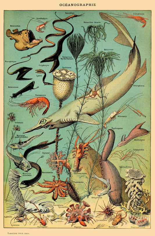 A vintage-style poster print featuring various sea life illustrations, including fish and marine animals, against a blue background.