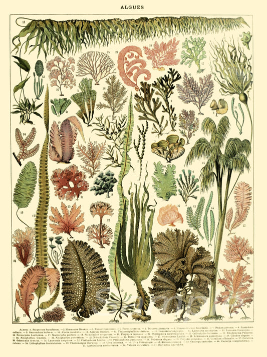 A vintage style poster featuring a detailed illustration of various seaweed plants.