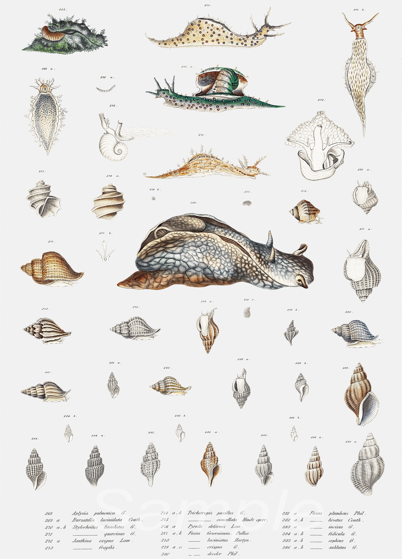 A vintage style poster featuring various species of snails and their shells, labeled and arranged in a botanical illustration style.