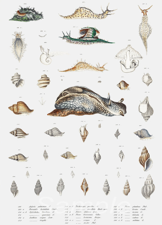 A vintage style poster featuring various species of snails and their shells, labeled and arranged in a botanical illustration style.