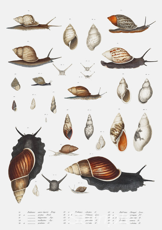 A vintage style poster print featuring various illustrations of snails and their shells.