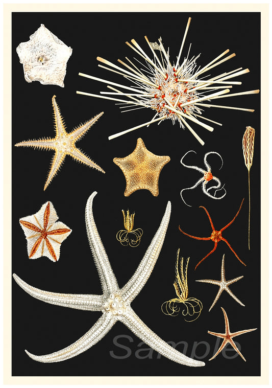 A vintage style poster featuring various illustrations of starfish,urchins and sea anemones against a black background.