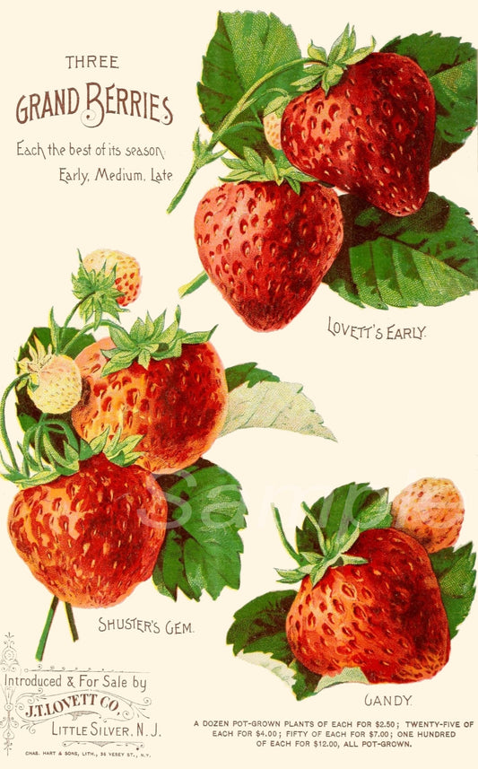 A vintage style poster print depicting three strawberries with leaves and the text 'THREE GRAND BERRIES Early, Medium, Late'.