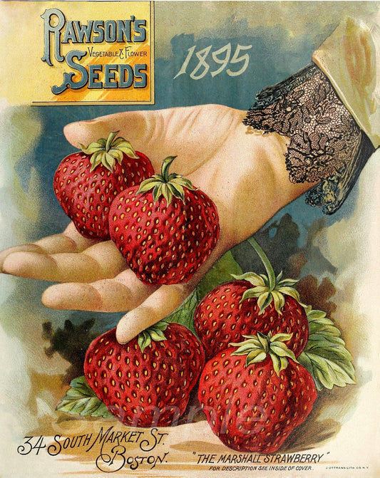 A vintage style poster of strawberries held in a hand, with the text 'Rawson's Seeds 1895' and an address.