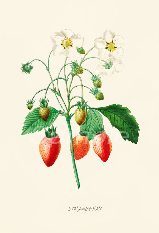 Illustration of strawberries with leaves and flowers on a beige background