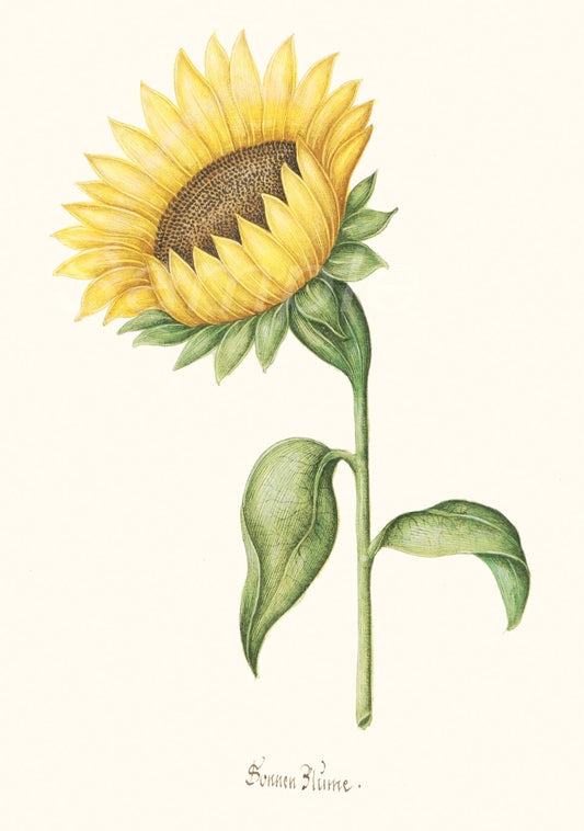 A vintage botanical poster print depicting a single sunflower with green leaves and stem, labeled 'Helianthus annuus'.