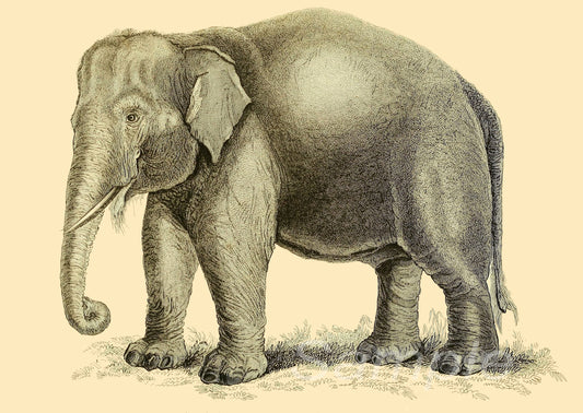 A vintage style poster print depicting a single elephant standing on a grassy surface.