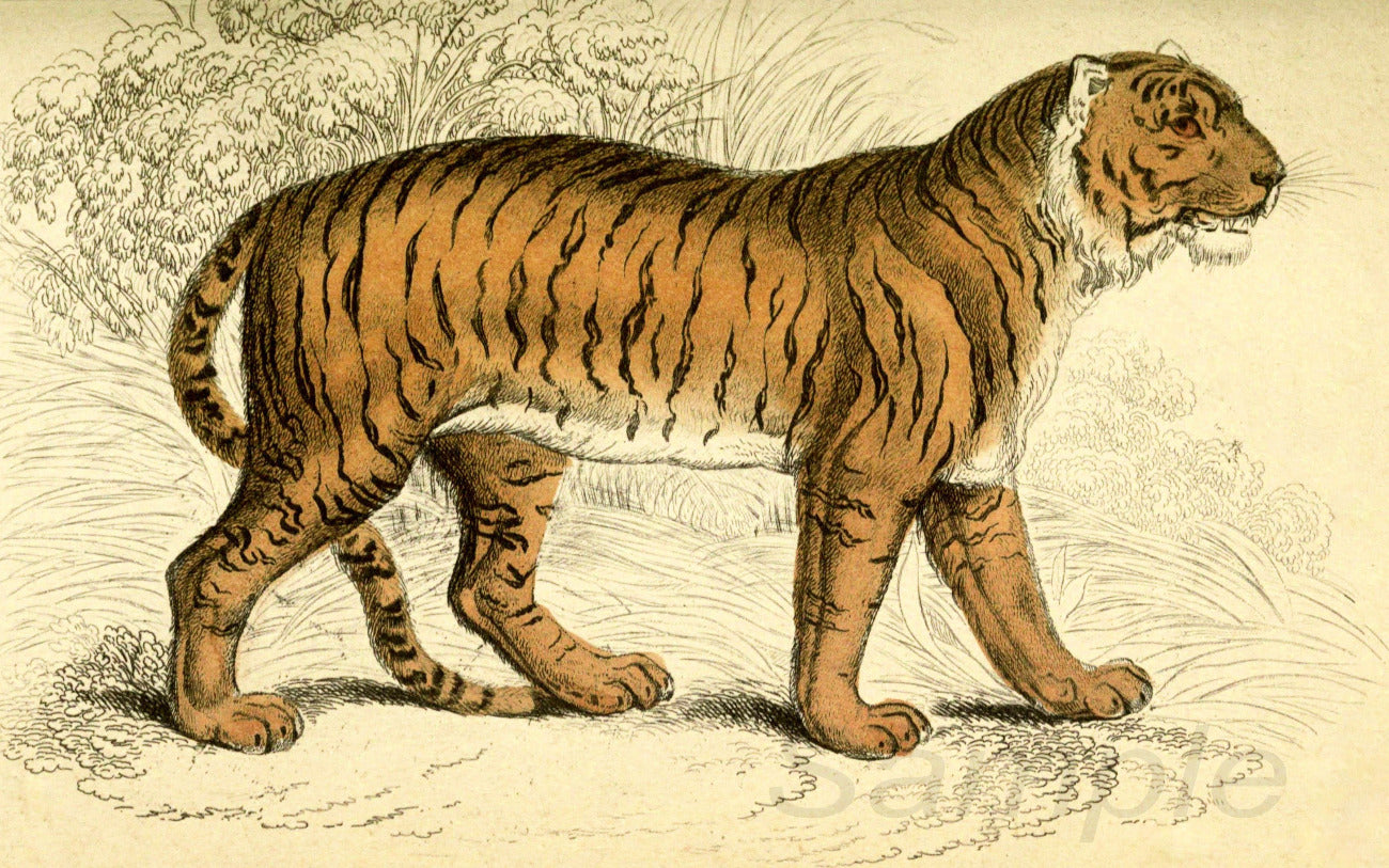 A vintage poster print depicting a tiger in a naturalistic style.