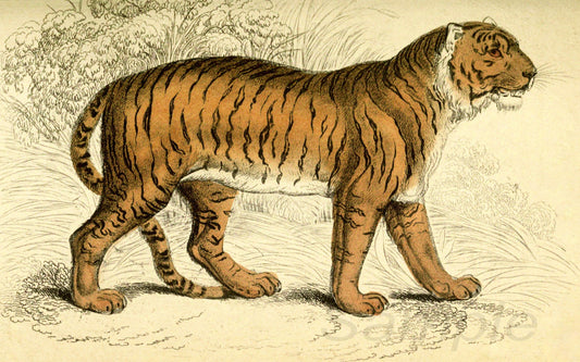 A vintage poster print depicting a tiger in a naturalistic style.
