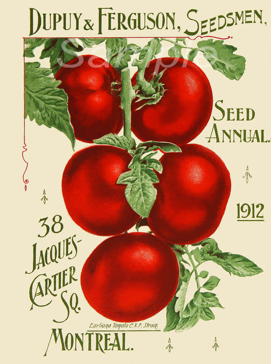 A vintage-style poster featuring a group of red tomatoes with green leaves, titled '38 Jacques Cartier Sq. Montreal' and dated 1912.