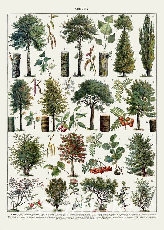 A vintage style poster featuring various illustrations of trees and botanical elements.