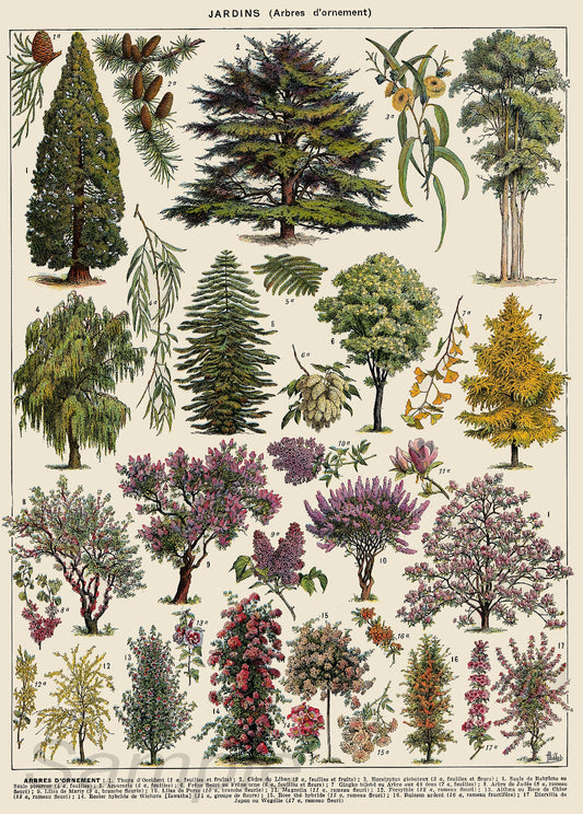 A vintage botanical poster featuring various trees with colorful illustrations on a light background.