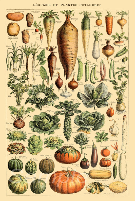 A vintage botanical poster print featuring various vegetables arranged in a grid pattern on a yellow background.
